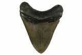 Serrated, Fossil Megalodon Tooth - Georgia #159743-2